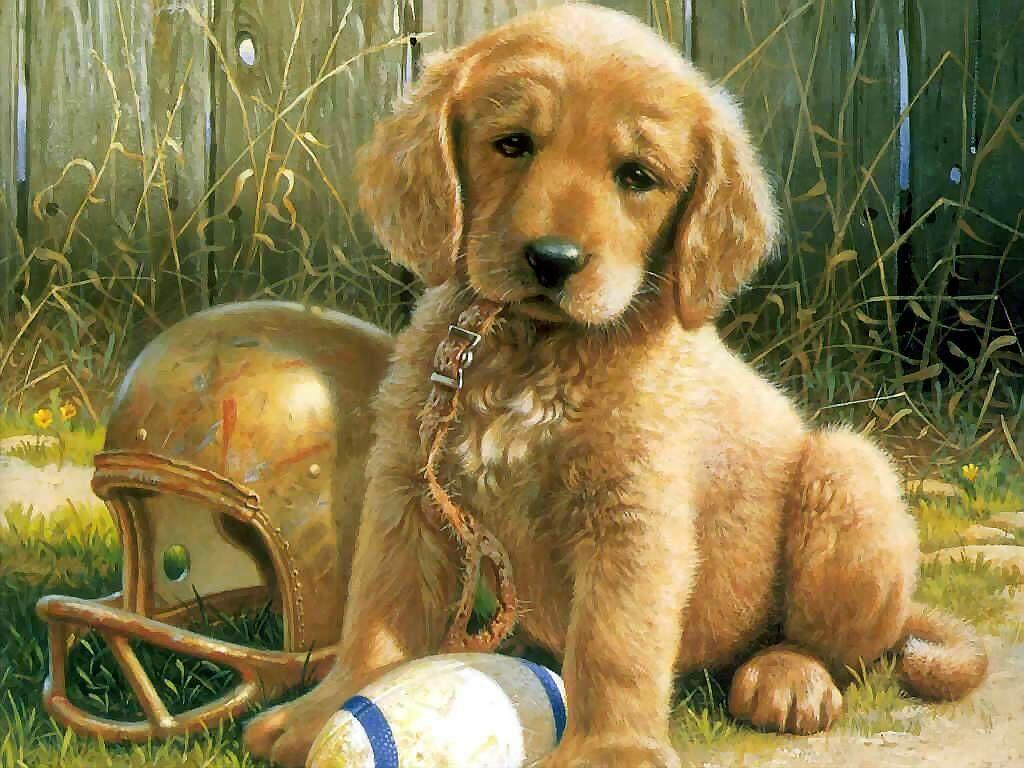 Animals Zoo Park 8 Cute Puppies Wallpapers Cute Puppy 1024x768