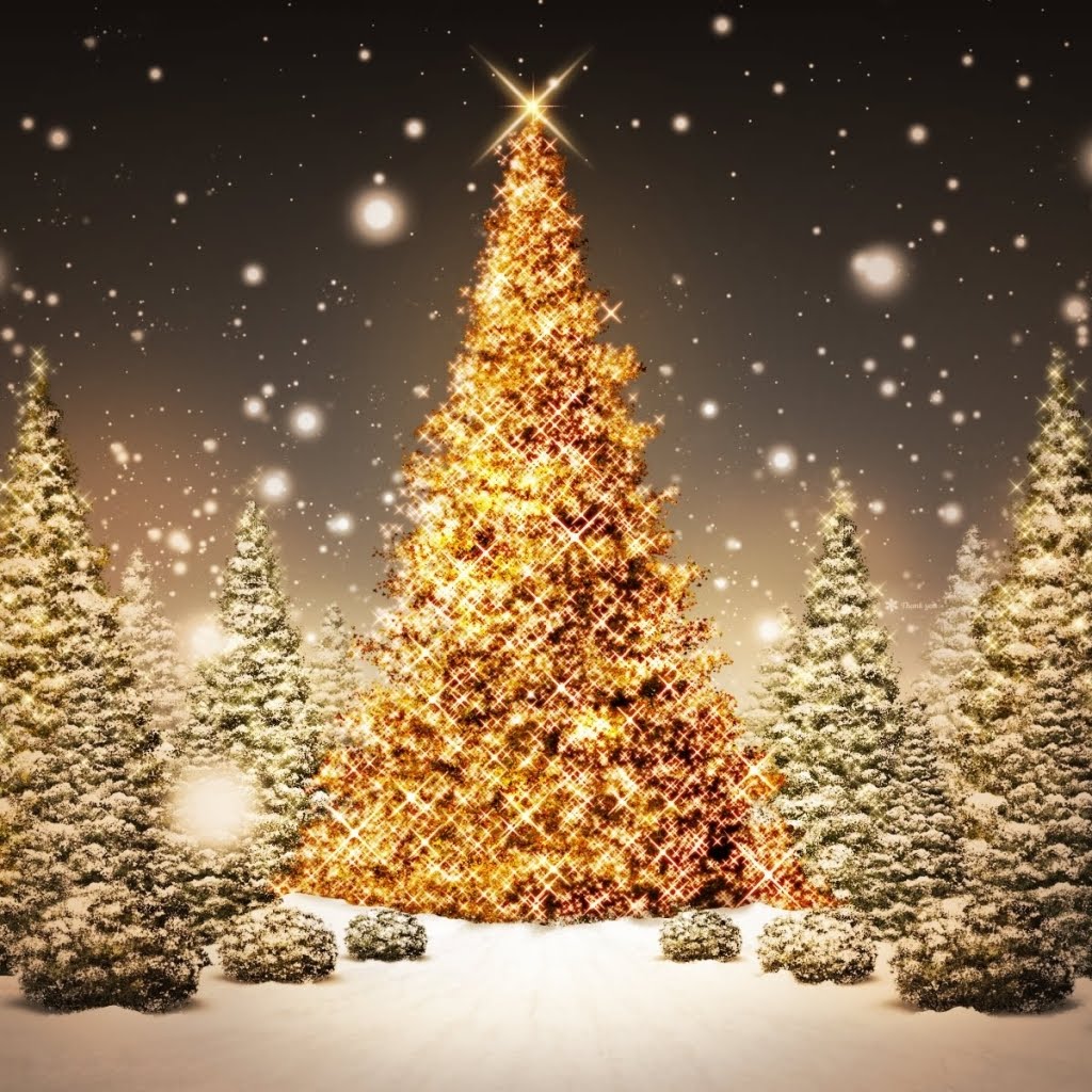 Christmas Tree Nature Background International Fashions 1024x1024