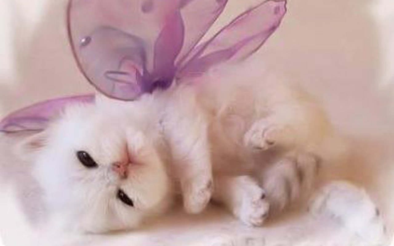Kittens images Cute Kitten Wallpaper HD wallpaper and background 1280x800