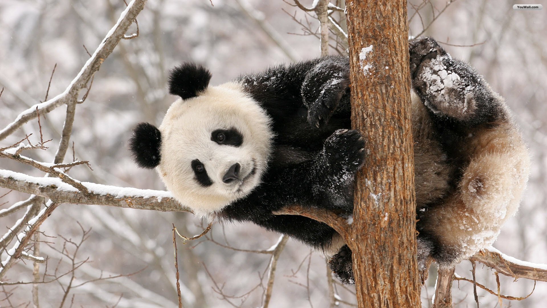 YouWall   Cute Panda Wallpaper   wallpaperwallpapersfree wallpaper 1920x1080