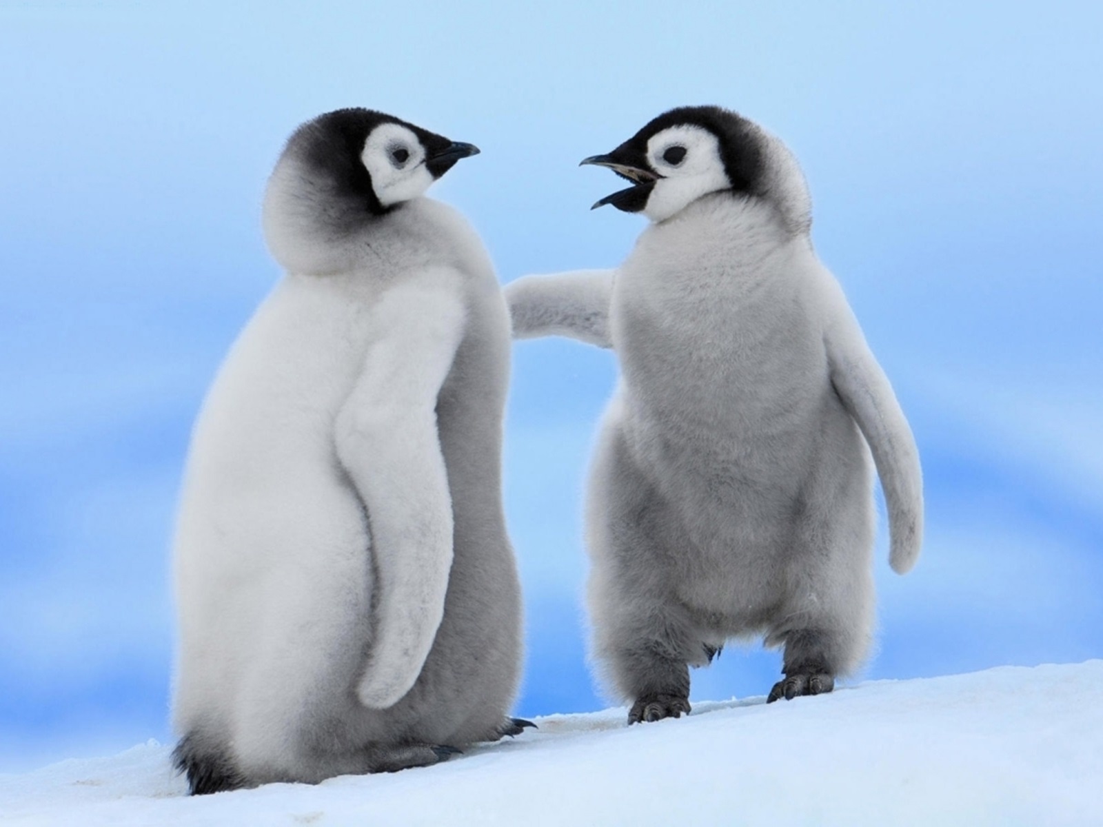 Cute Penguins Couple PhotosHD WallpapersImagesPictures 1600x1200