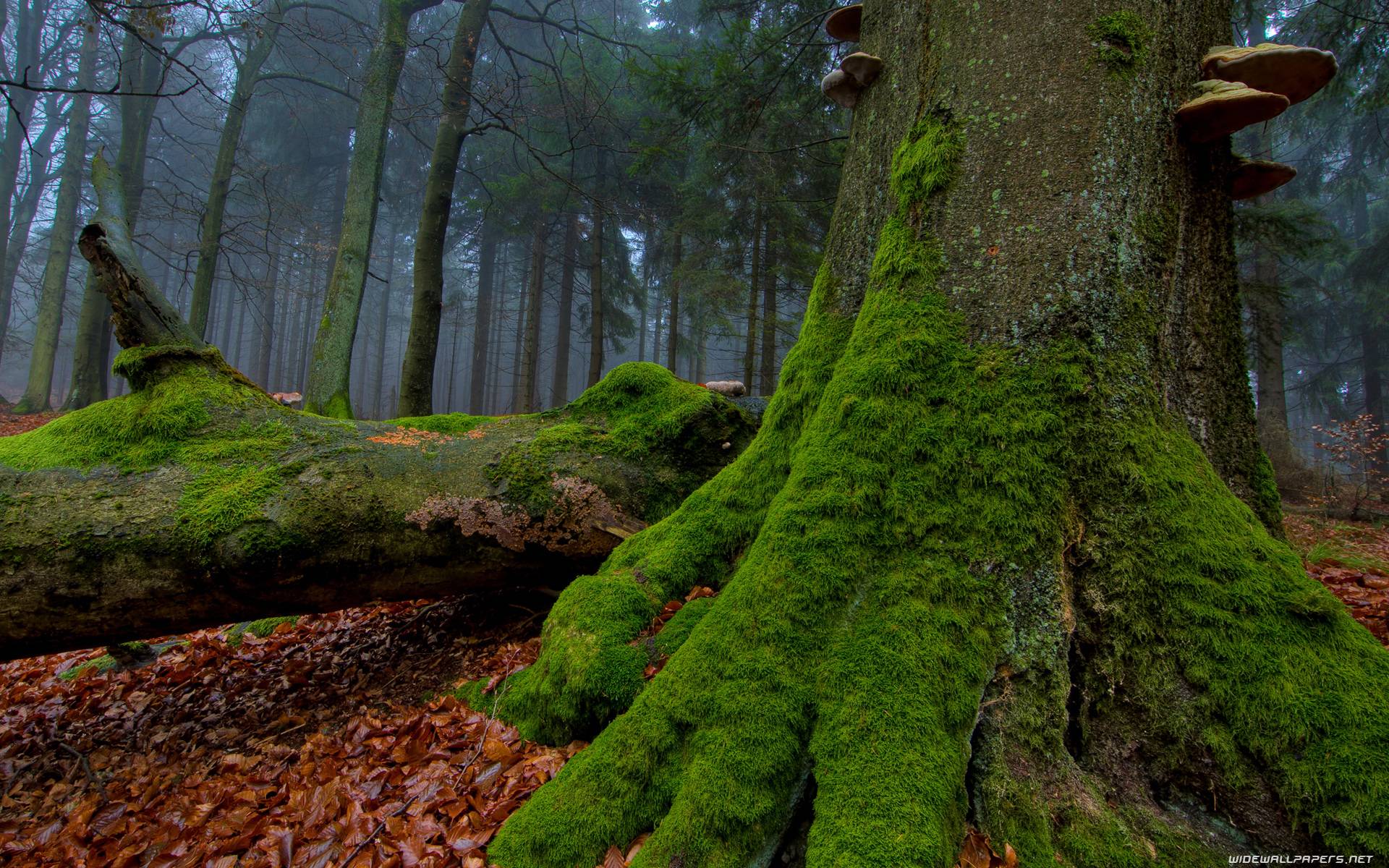 Nature Forest Wallpapers 1920x1200