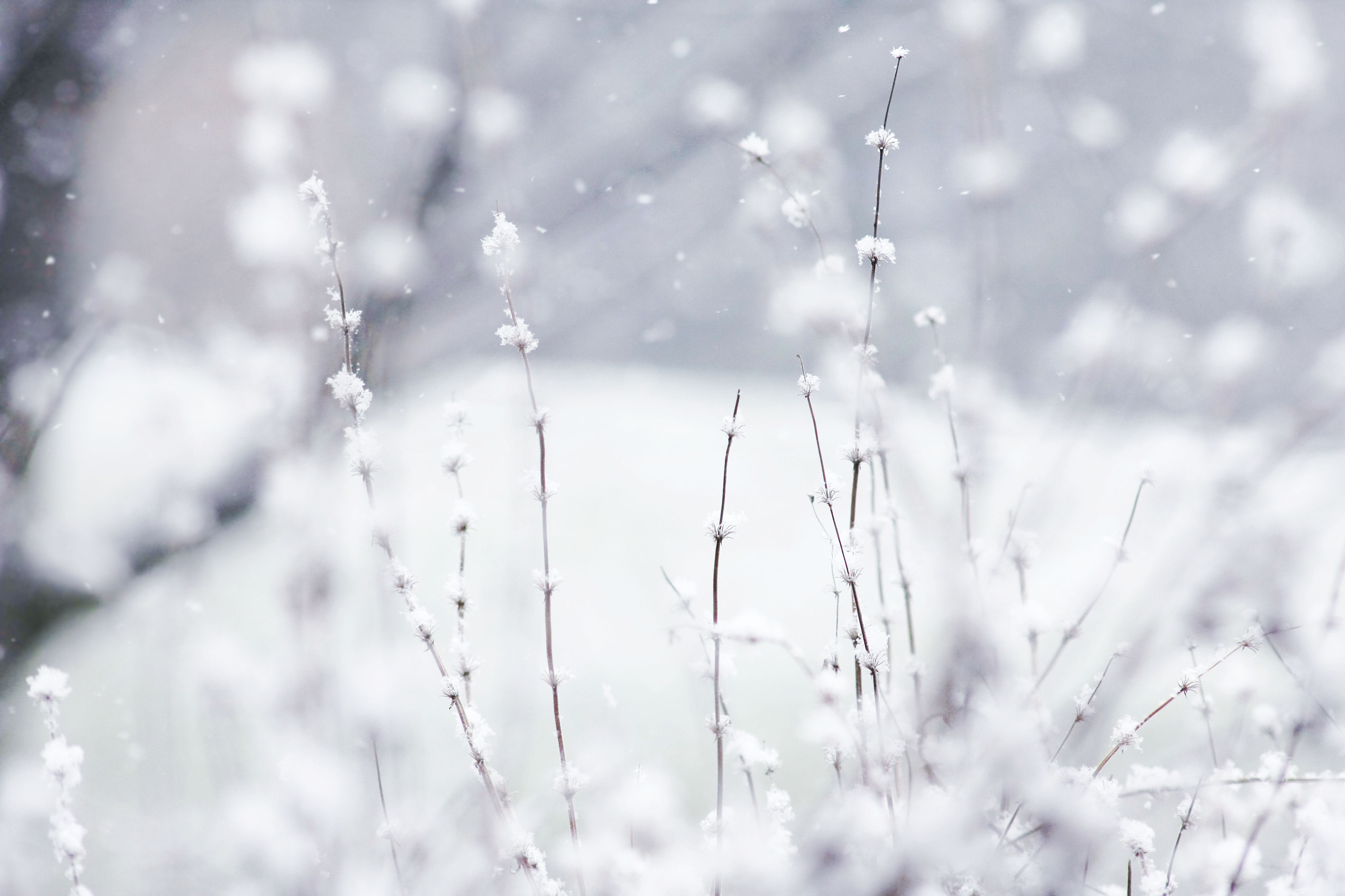 download cute winter wallpaper which is under the winter wallpapers 3888x2592