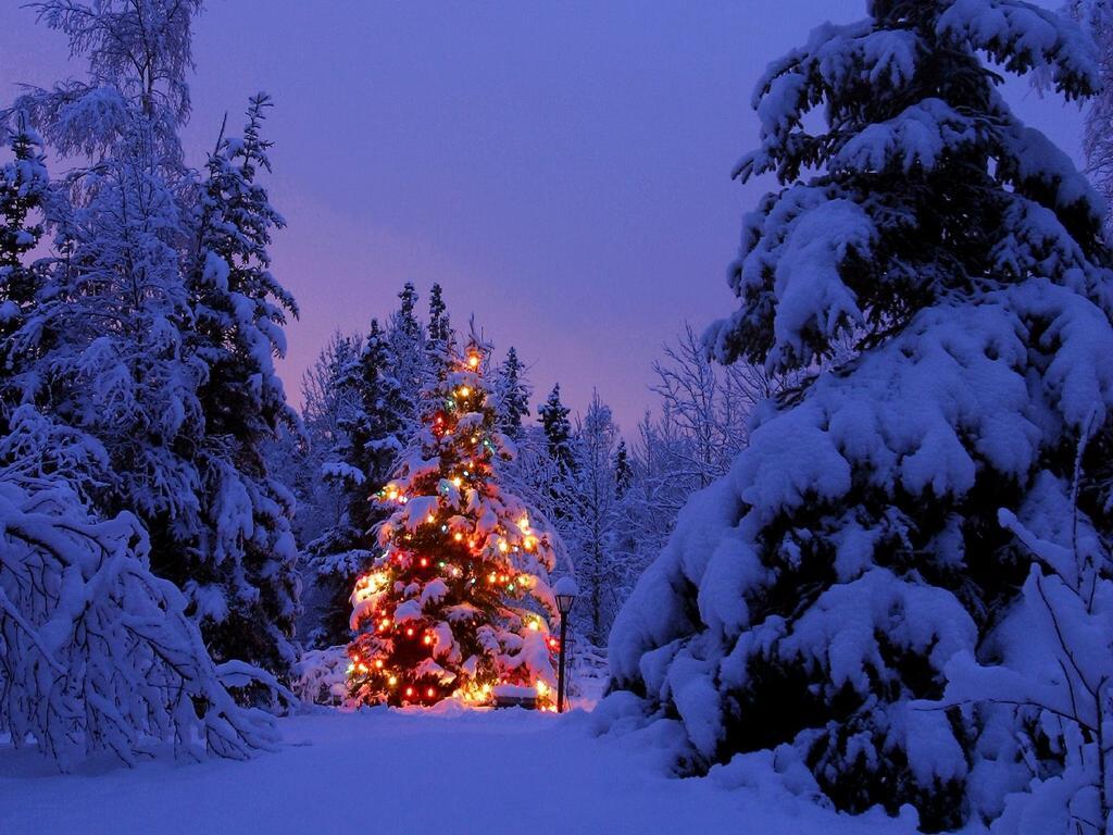 Wallpaper Backgrounds Beautiful Christmas Trees 1024x768