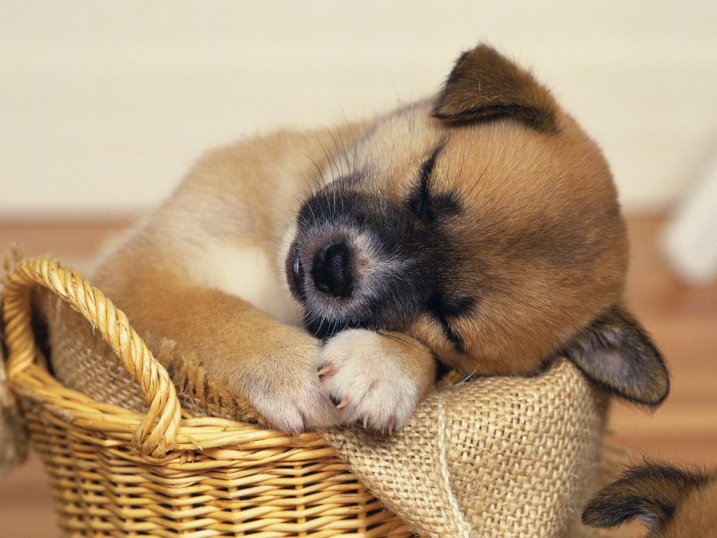 Cute Puppy Dog Wallpaper for your Computer Desktop 1024x768