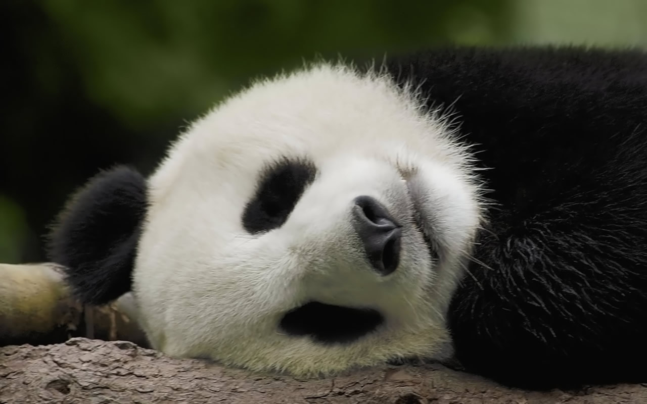 Unique Wallpaper Amazing Pandas 1280x800