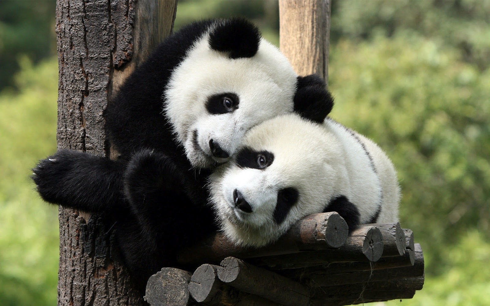 Cute Panda Hd Wallpapers Hd animal wallpaper of two 1600x1000