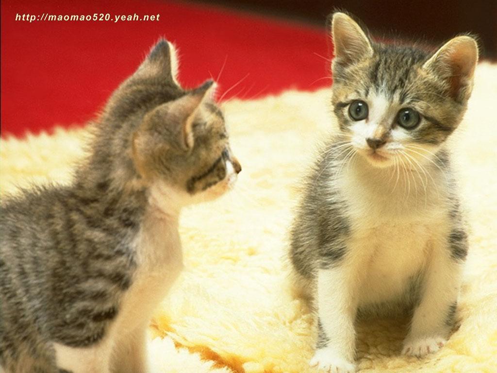 Cute Kitten Wallpaper   Kittens Wallpaper 13938936 1024x768