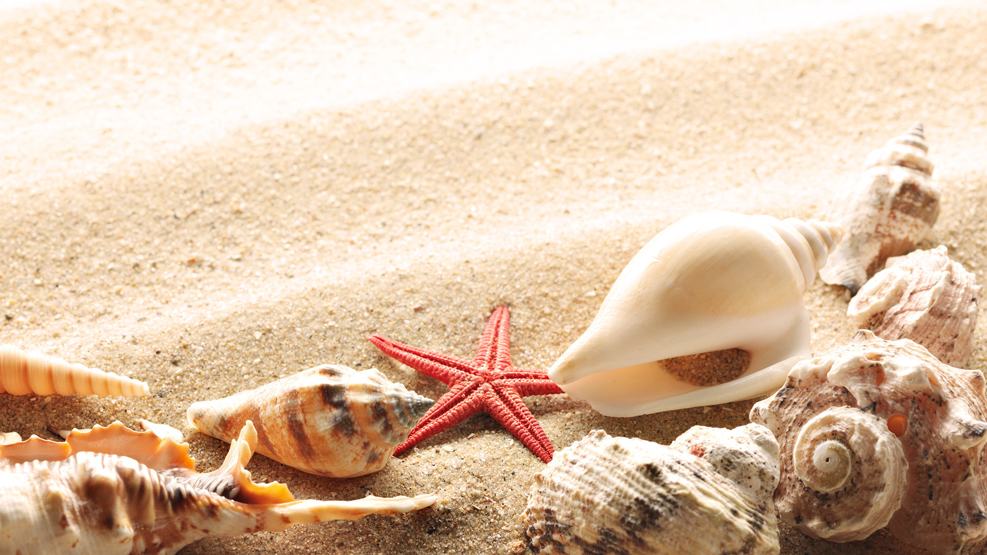 Wallpaper Seashells Summer Beach Sand Sun Theme Macro Download 132777 1920x1080