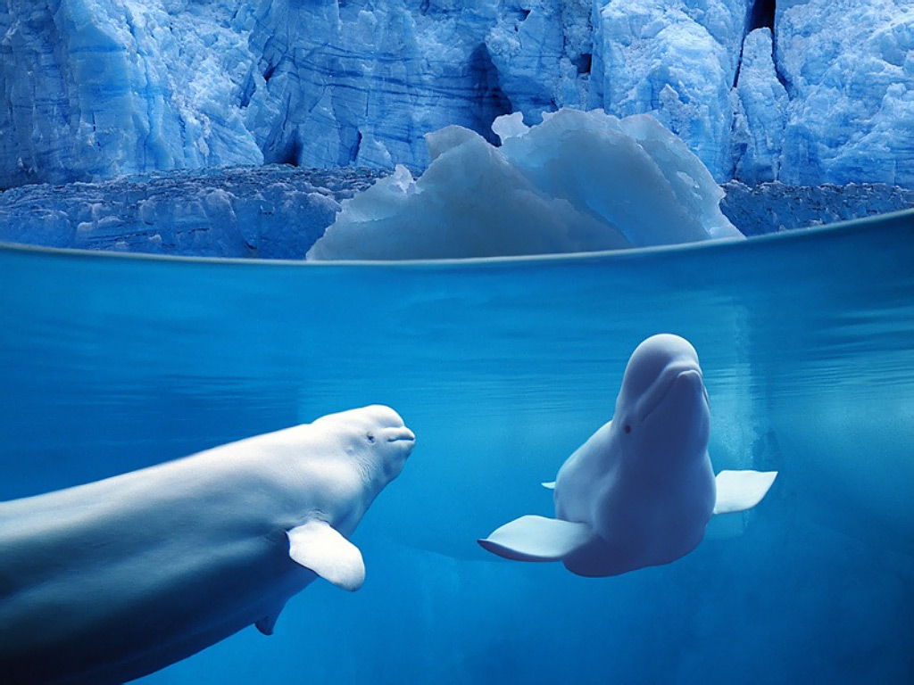 Belugas Underwater Ocean Life 1024x768