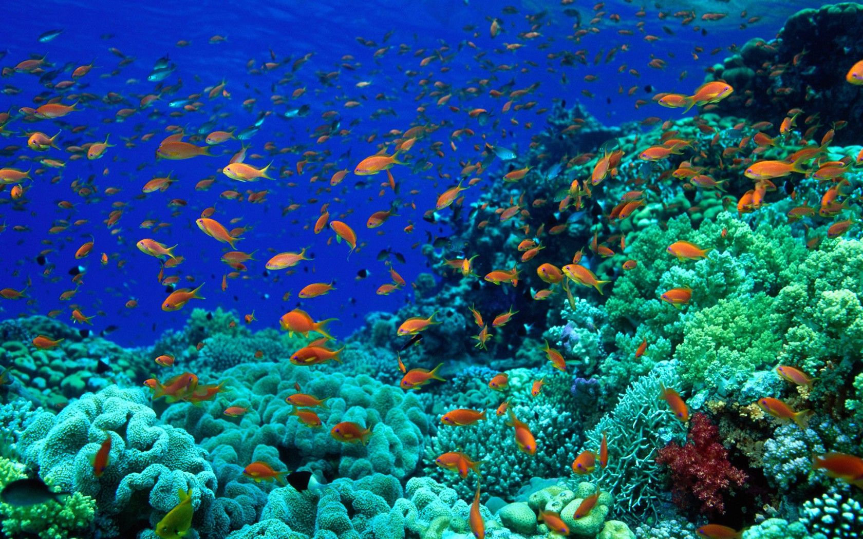 Ocean Floor Wallpaper 1680x1050