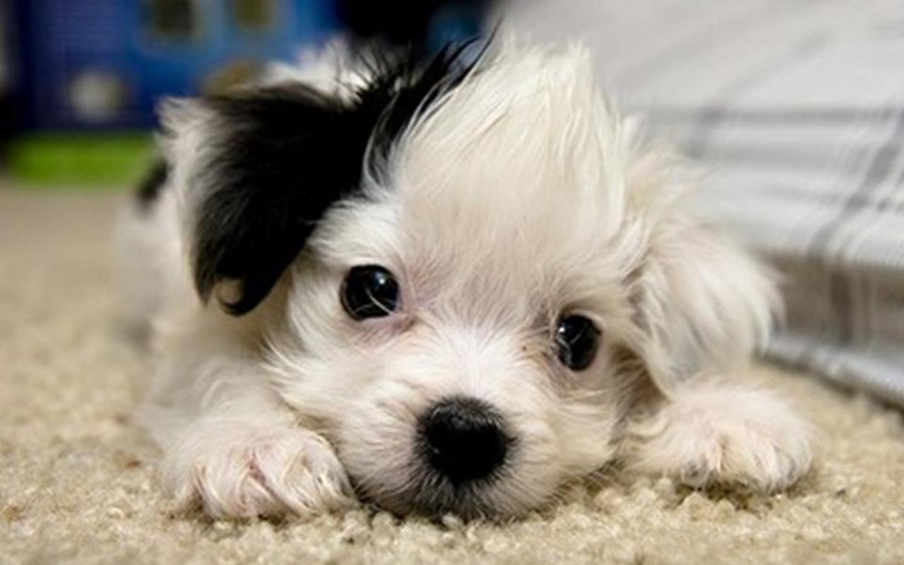 cute puppies wallpaper 4   8516   The Wondrous Pics 1280x800