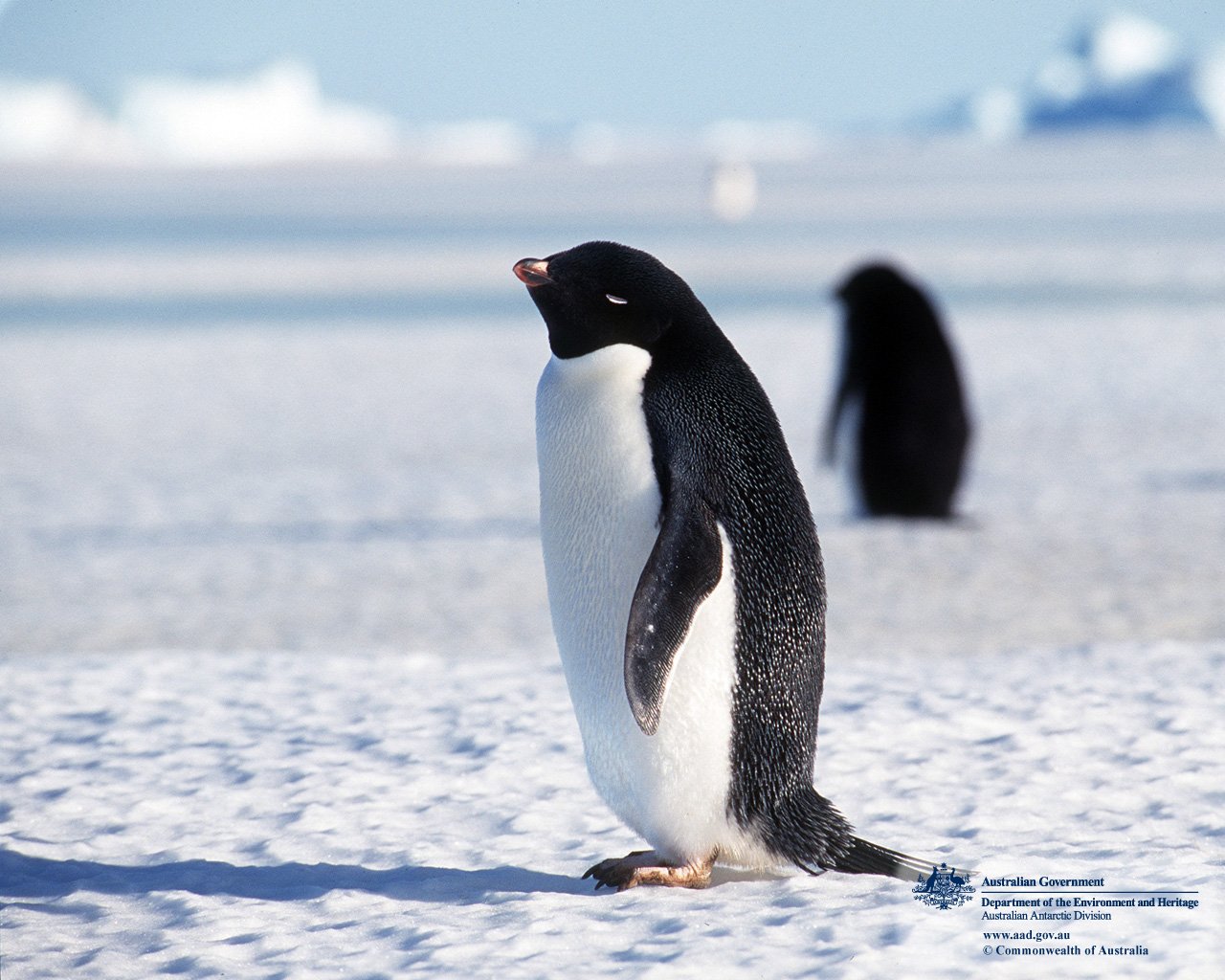 Penguins Cute Animals and Beautiful Photos 1280x1024