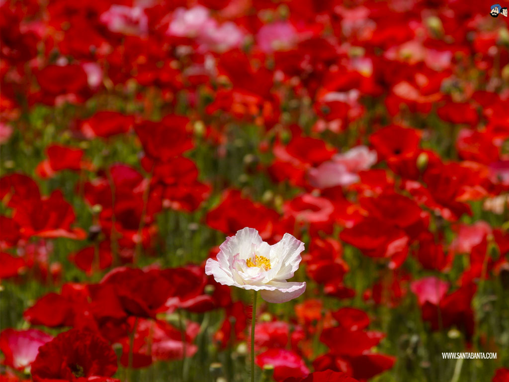 Flowers Wallpaper 146 1024x768
