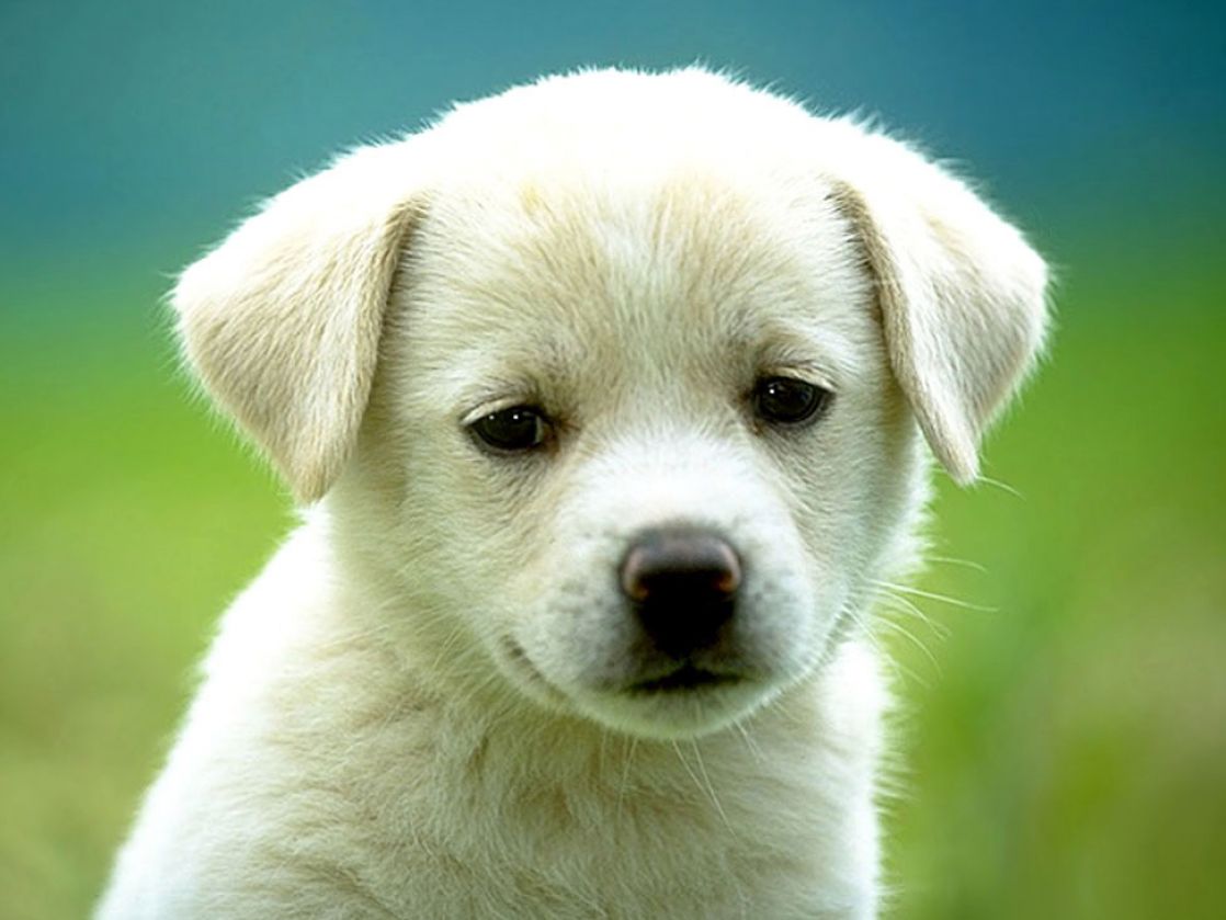 Really cute puppy backgrounds pictures 2 1118x839