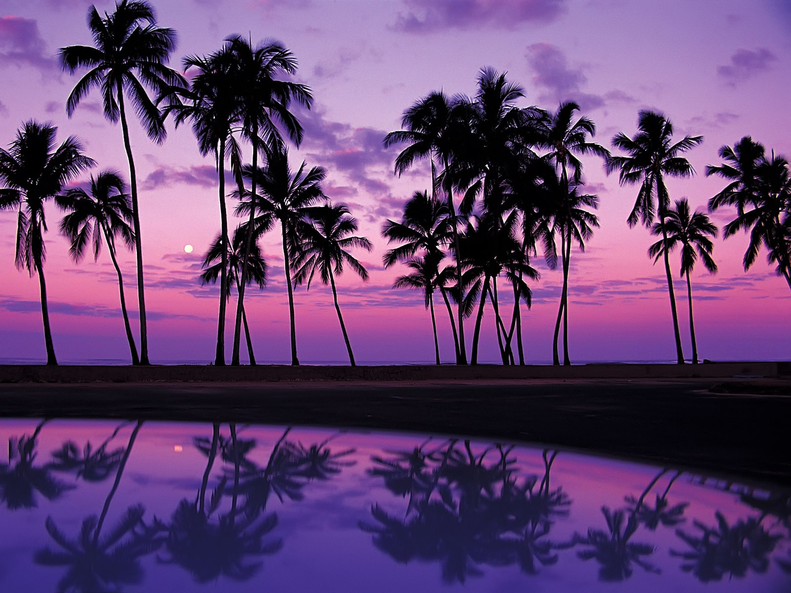 Wallpaper tropics sunset USA reflection Oahu palm Hawaii lilac 1600x1200