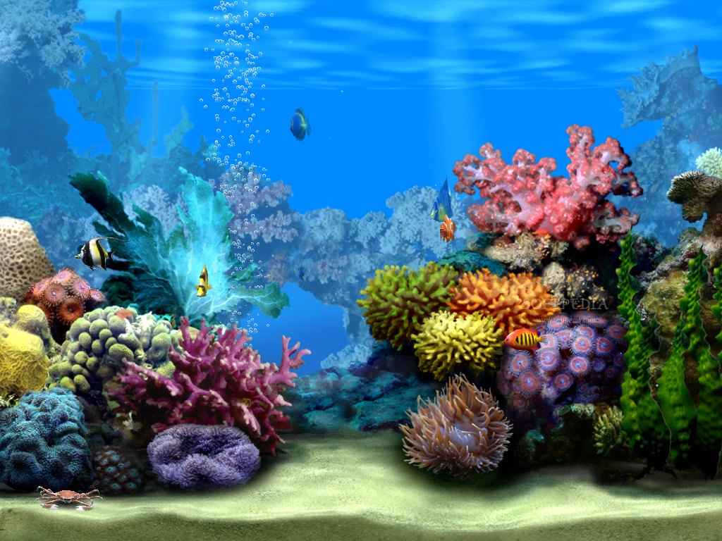 Ocean Floor Wallpapers 1024x768