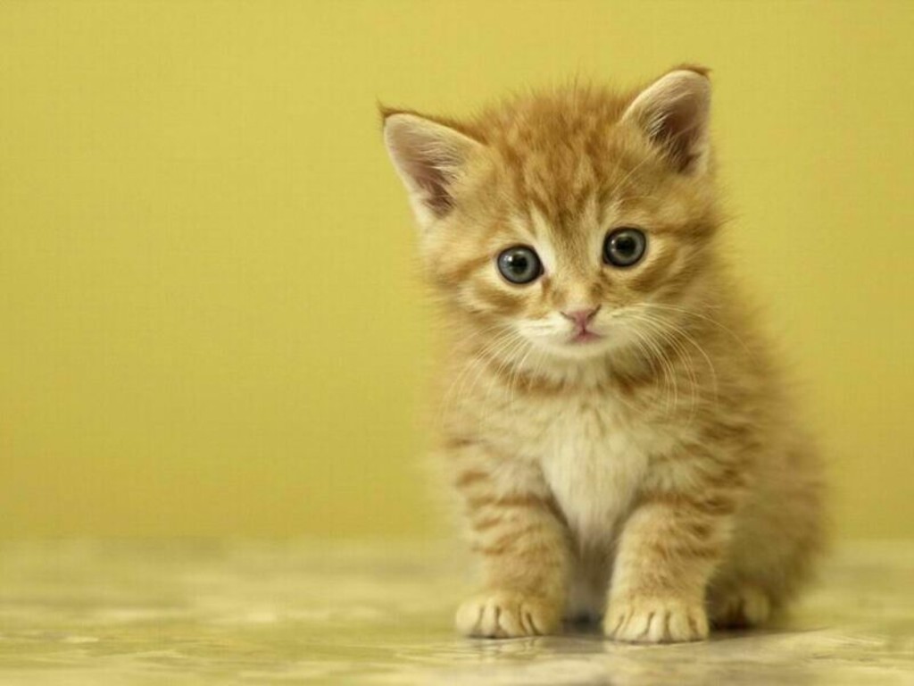 Cute Kitten Wallpaper Desktop Backgrounds 1024x768 pixel Popular 1024x768