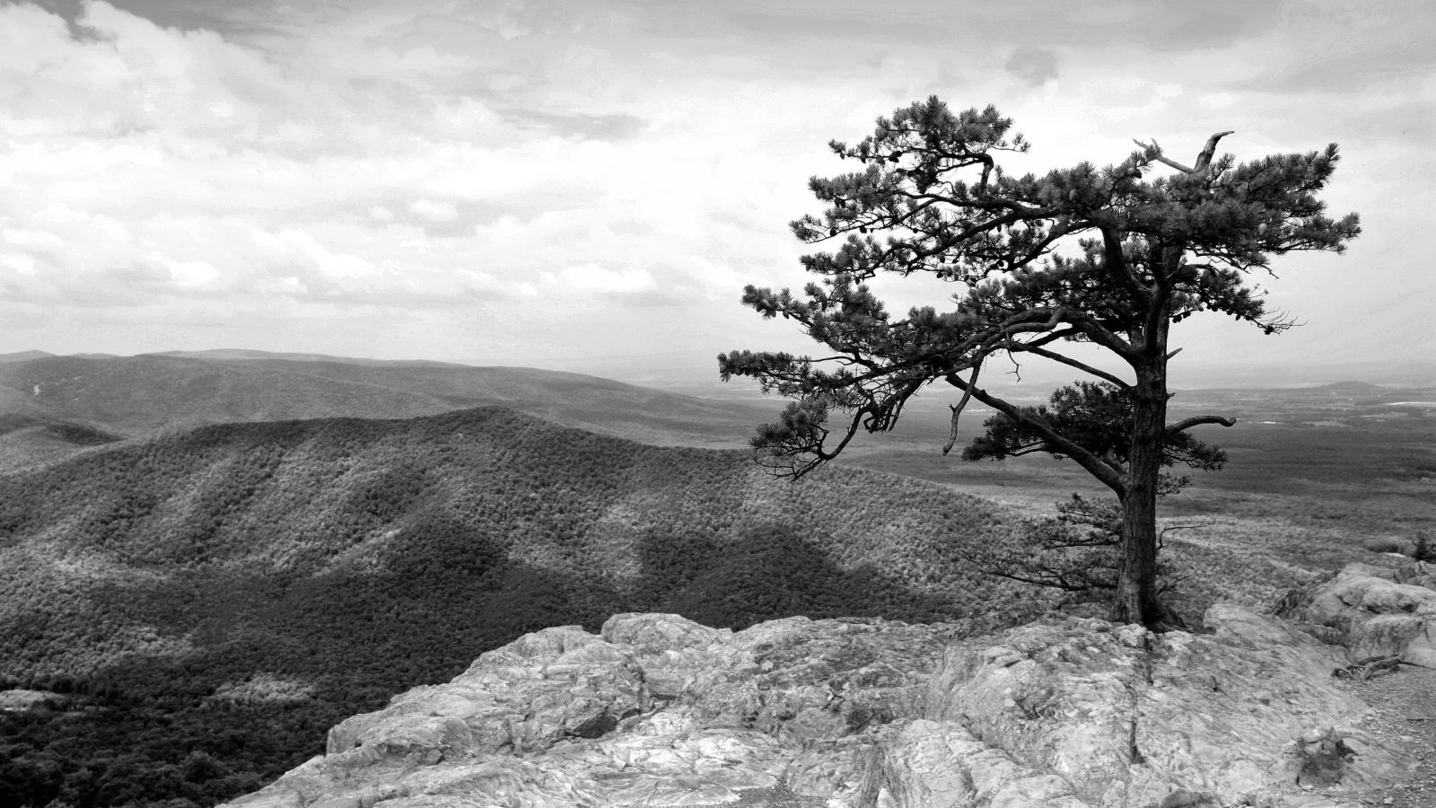 Black and White Lone Tree Nature Photography 1600x900