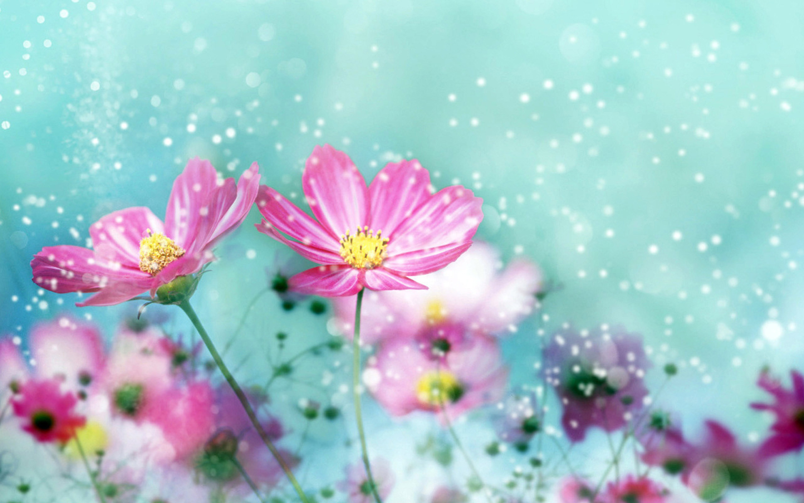 Most Beautiful Nature Flower Pics HD Wallpaper 8593 2560x1600