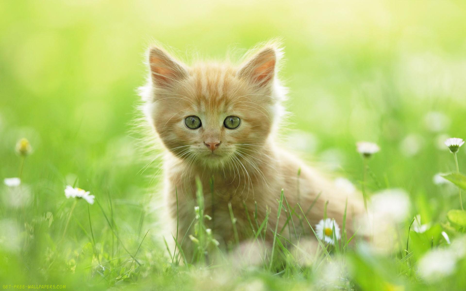 Download Cute Kitten Cate Wallpaper 1920x1200