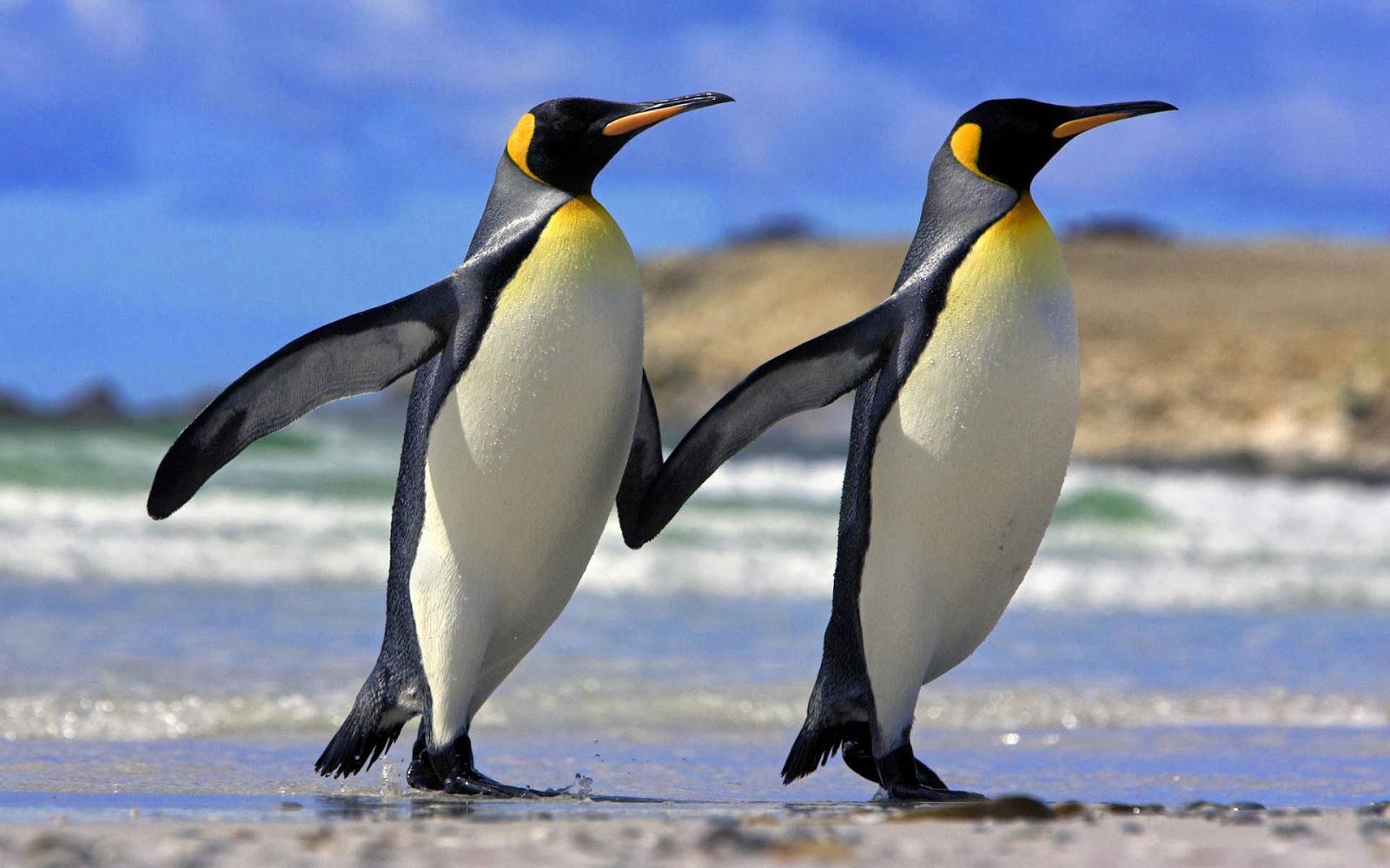  Wallpapers 4 u Download Cute Beautiful Penguin HD Wallpaper 1600x1000