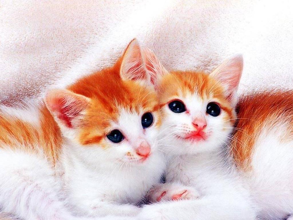 Wallpapers He Wallpapers cute cats wallpapers 1024x768