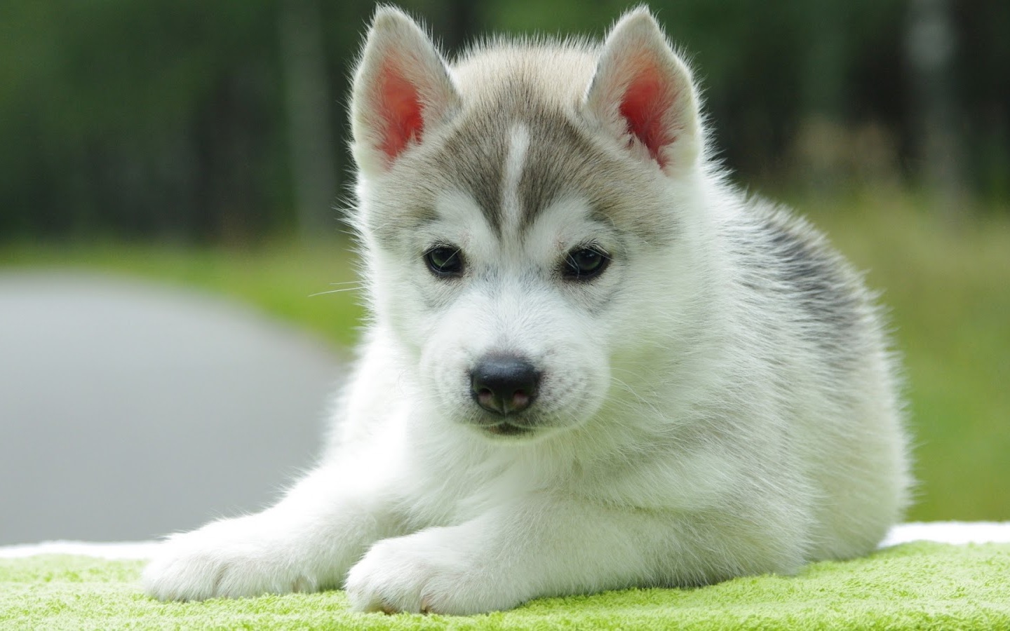 Previous Image Go back to Cute Puppy Wallpapers for Desktop Mobile 1440x900