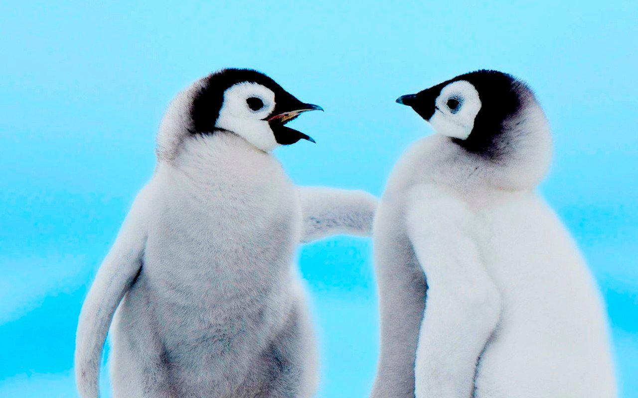 Cute Penguin Quotes QuotesGram 1280x800