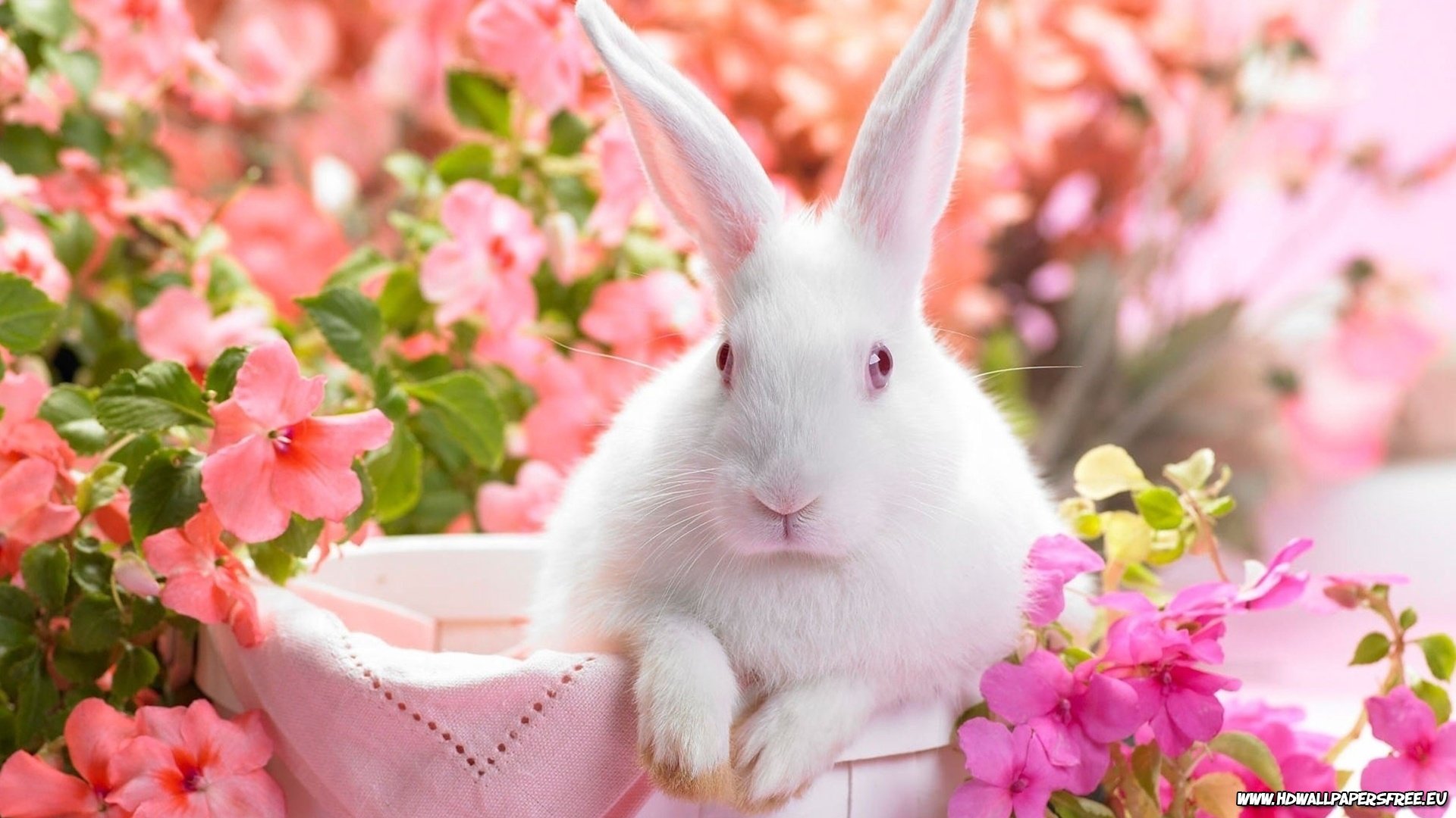 Cute Easter Bunny high definition wallpaper picture 1920x1080