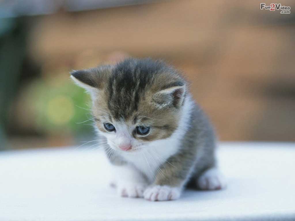 cute kitten wallpaper 1024x768