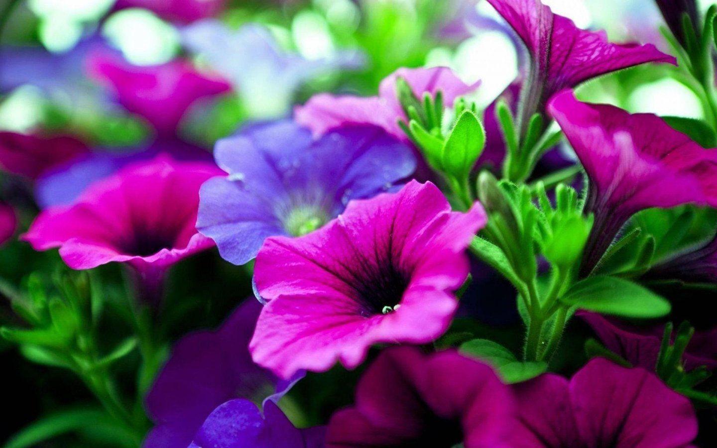 Nature Flower Wallpapers 1440x900