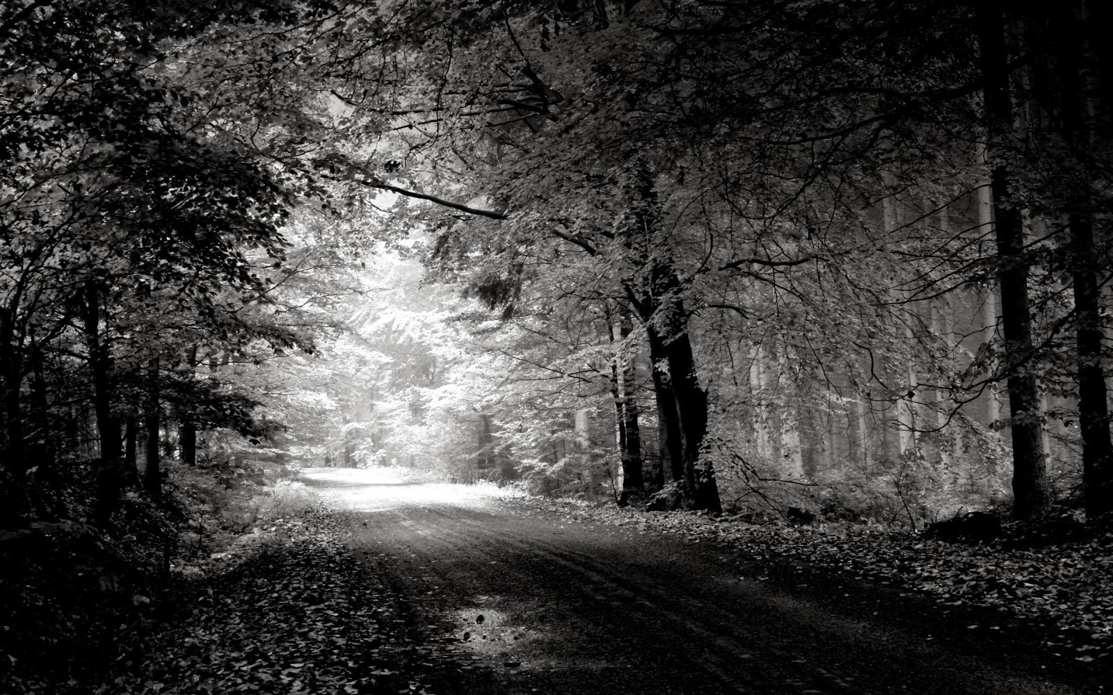 Best Wallpaper Photography Black And White black and white nature 1600x1000