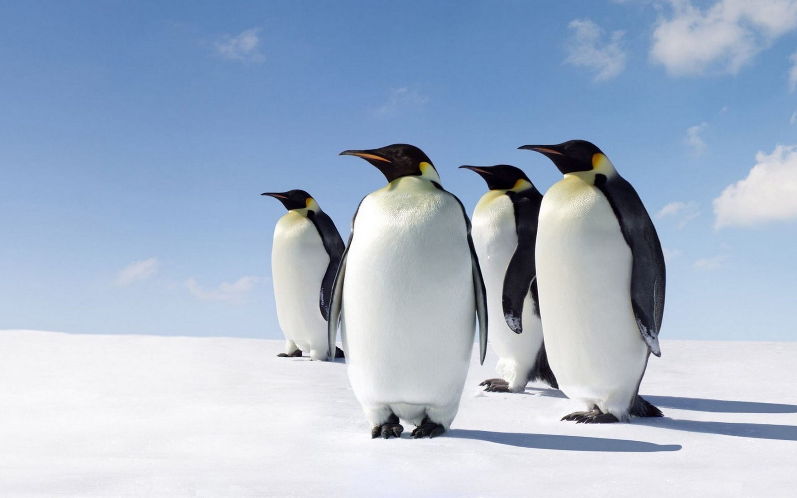 Cute Penguins Wallpaper HD Download For Desktop amp Mobile 2560x1600