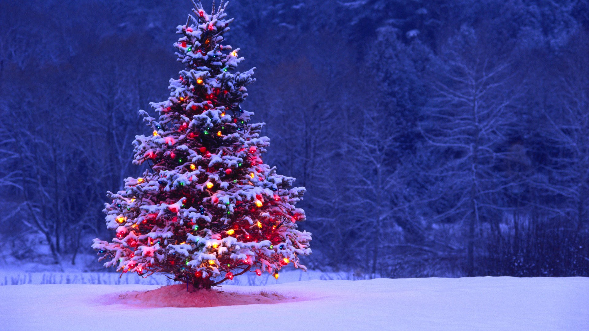 Christmas Tree Desktop Wallpapers Christmas Tree Images 1920x1080