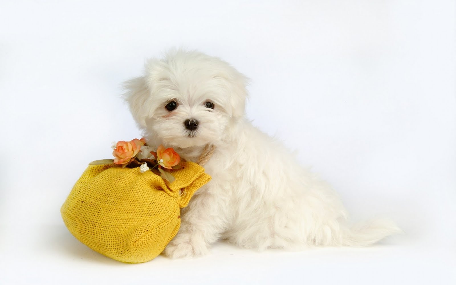 Cute Puppy Wallpaper   Wide1680x1050 Hd Desktop Wallpaper 1600x1000