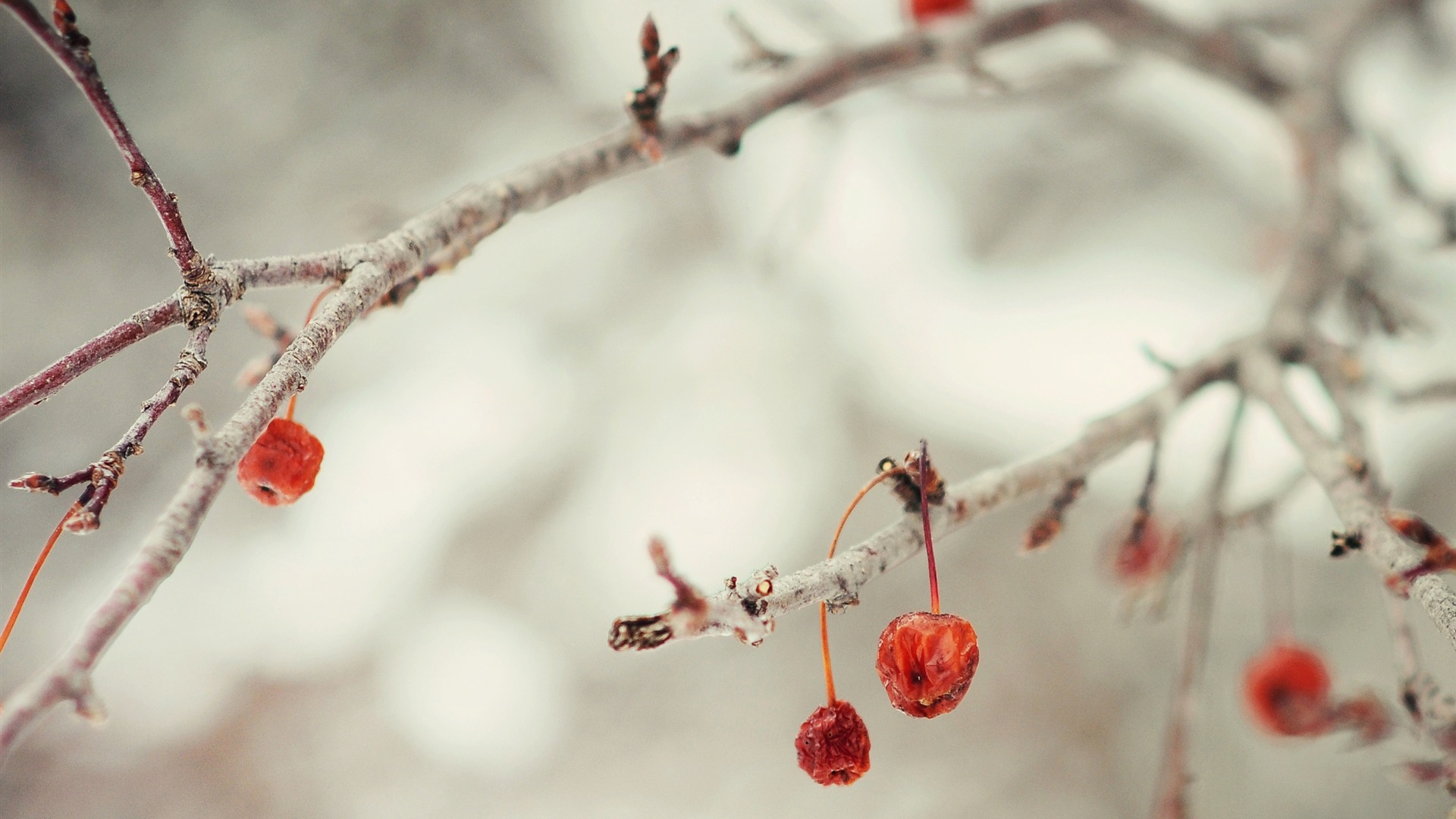 Cute Winter Desktop Wallpaper High Quality Pics of Winter 1920x1080