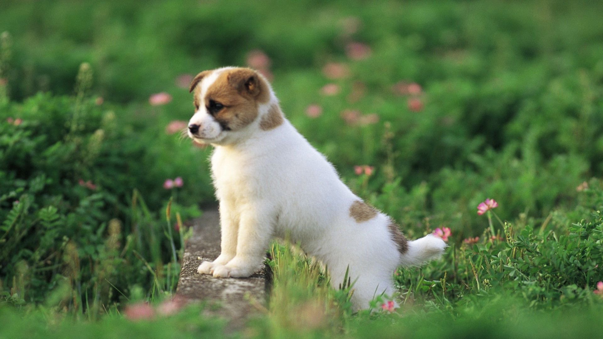 Cute puppy wallpaper   388822 1920x1080