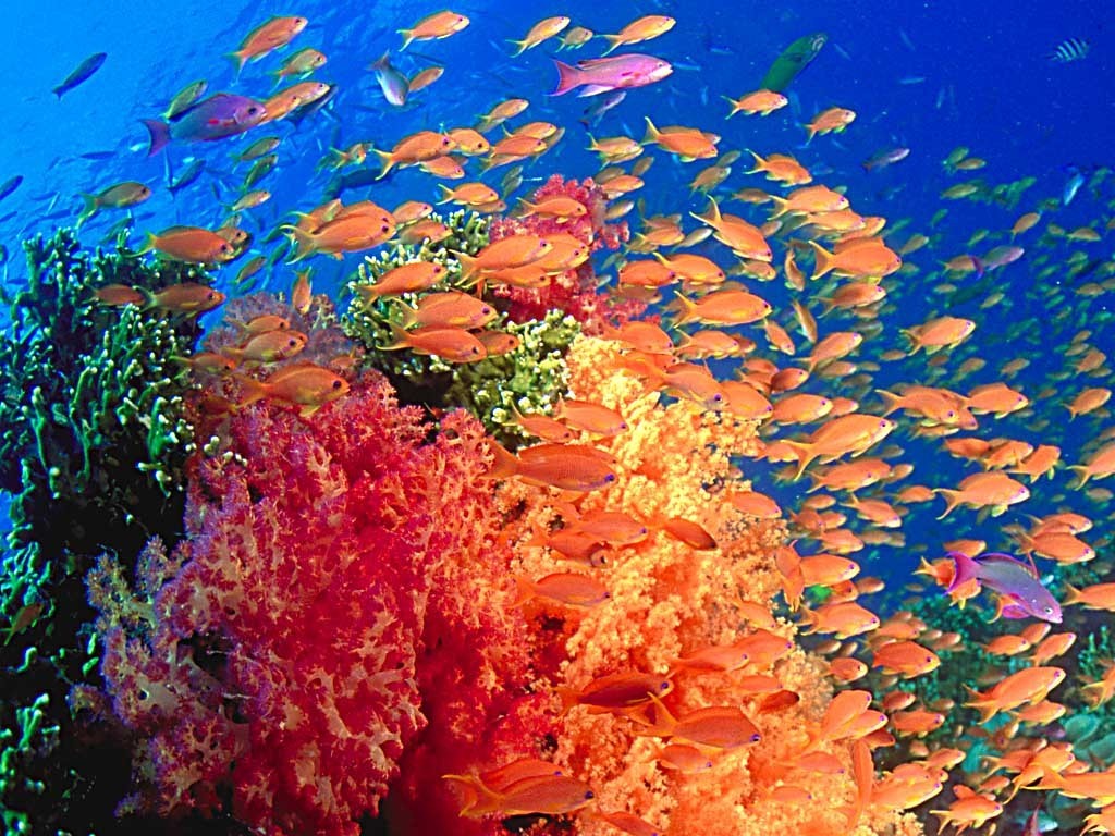 Sea Life images Marine Life HD wallpaper and background 1024x768