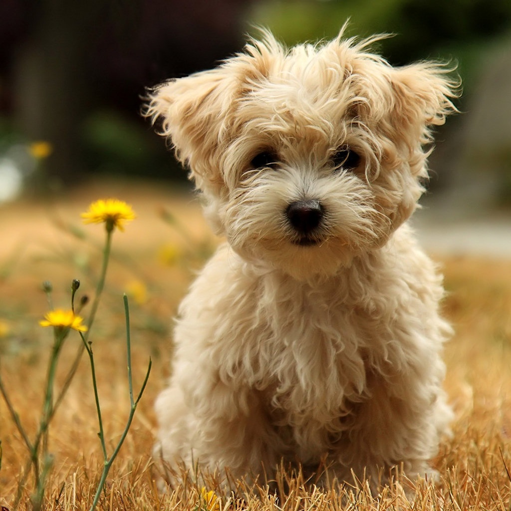 Animals Zoo Park 8 Cute Puppies Wallpapers Cute Puppy 1024x1024