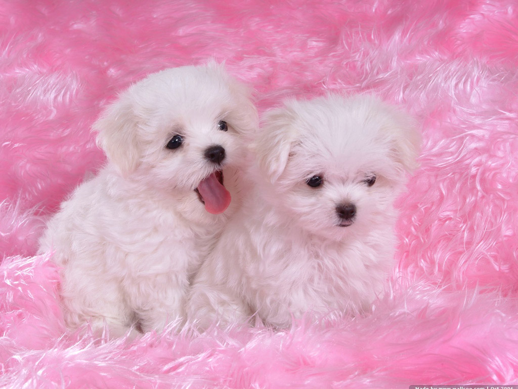Cute Pink Puppy Wallpaper Best 9192 Wallpaper High Resolution 1024x768