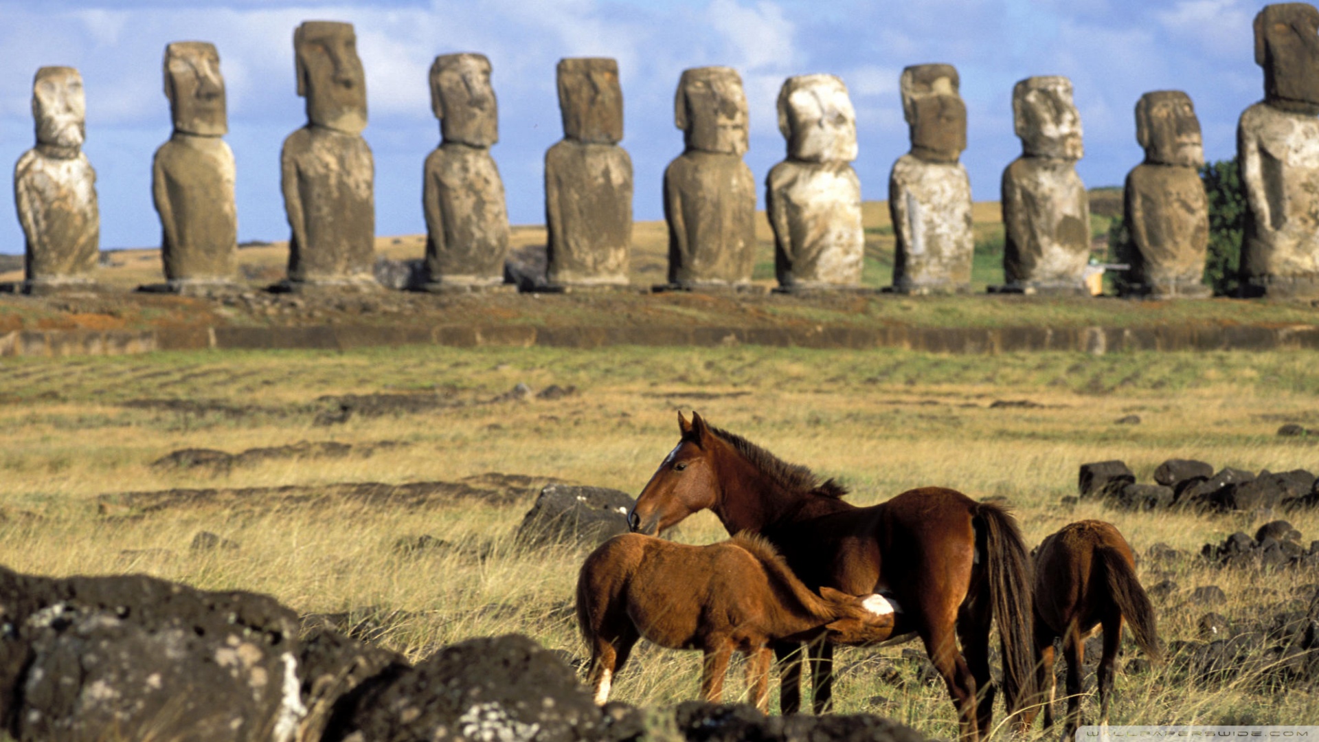  Easter Island Chile Wallpaper 1920x1080 Horses Of Easter Island 1920x1080