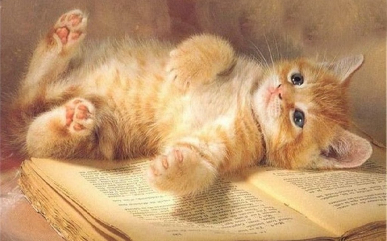 Cute Kitten Wallpaper   Kittens Wallpaper 16094692   Page 4 1280x800