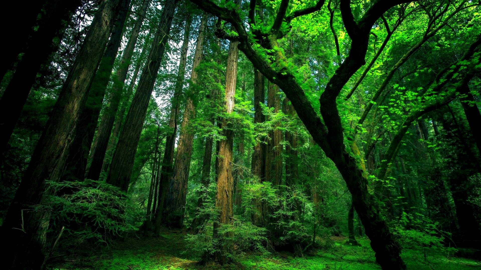 Wallpaperspoints Natural green forest wallpaper Full HD 1920x1080