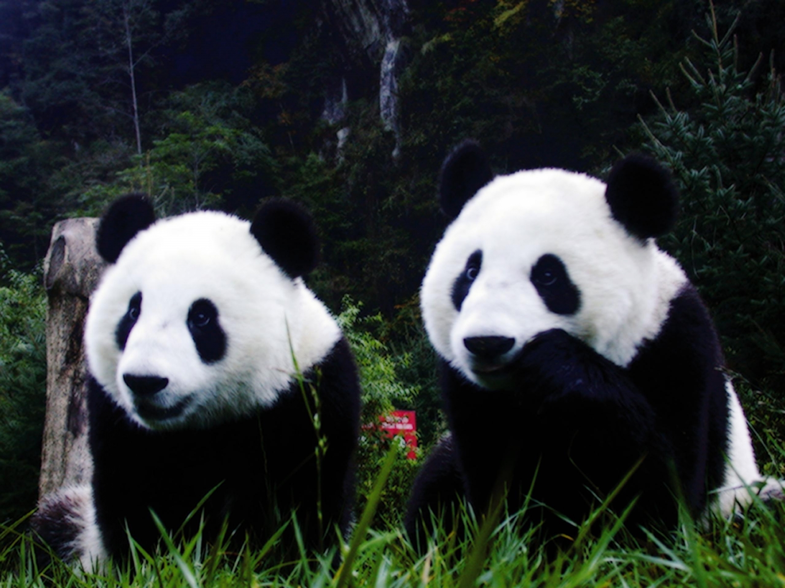 Cute Panda pictures in high definition or widescreen resolution Cute 1600x1200