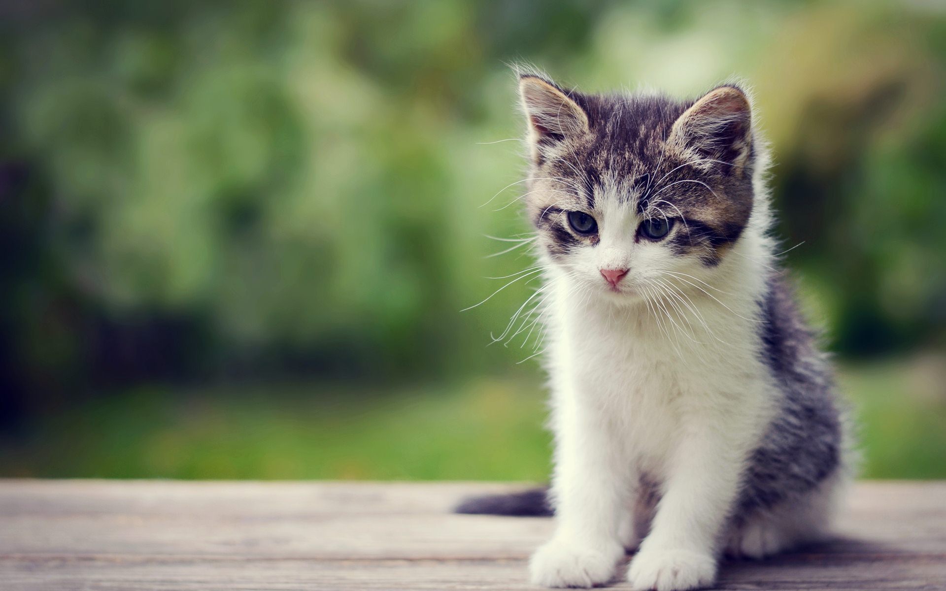 Kitten HD Wallpaper For Desktop 1920x1200