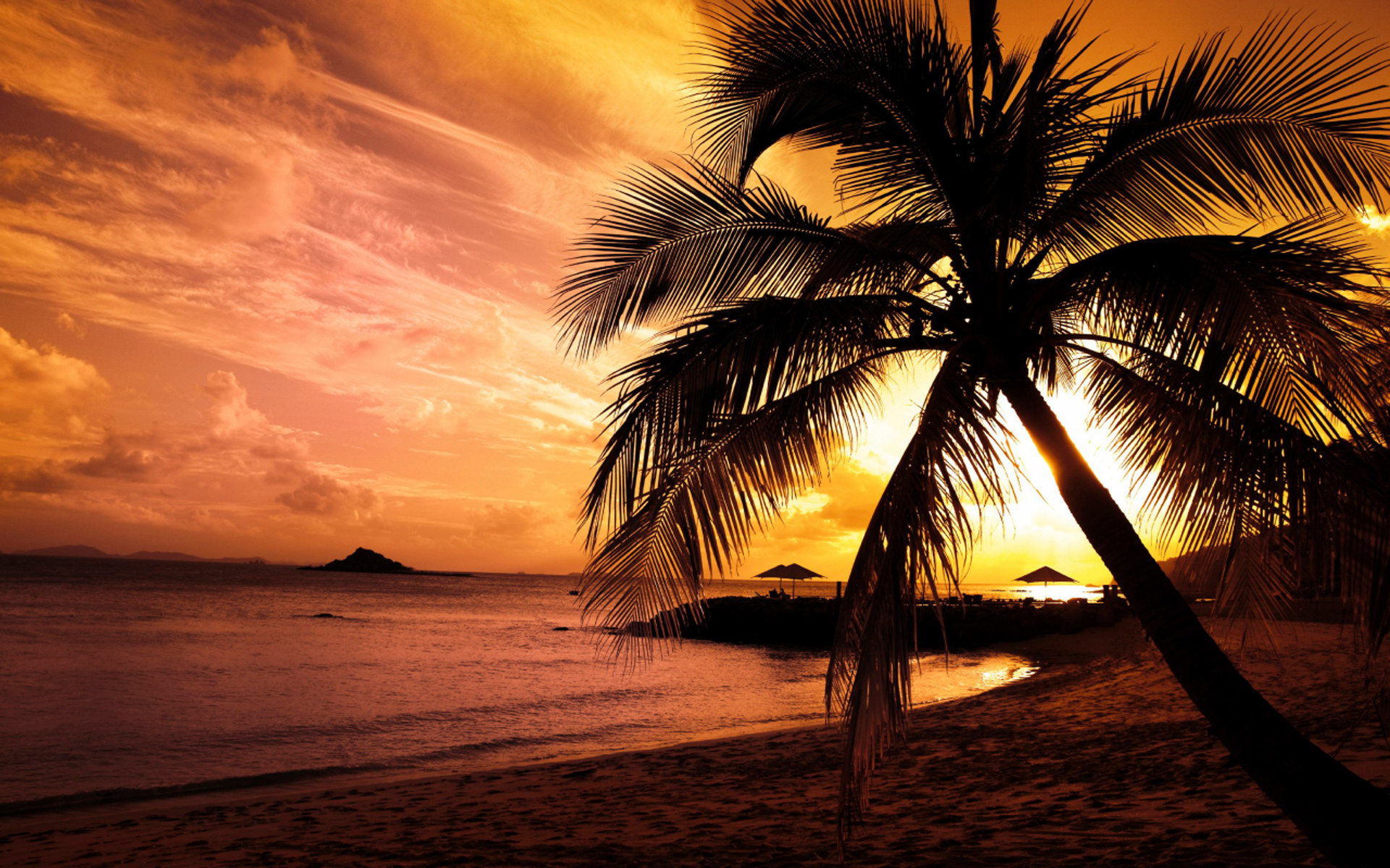 Theme Bin Blog Archive Beach Palm HD Wallpaper 1920x1200