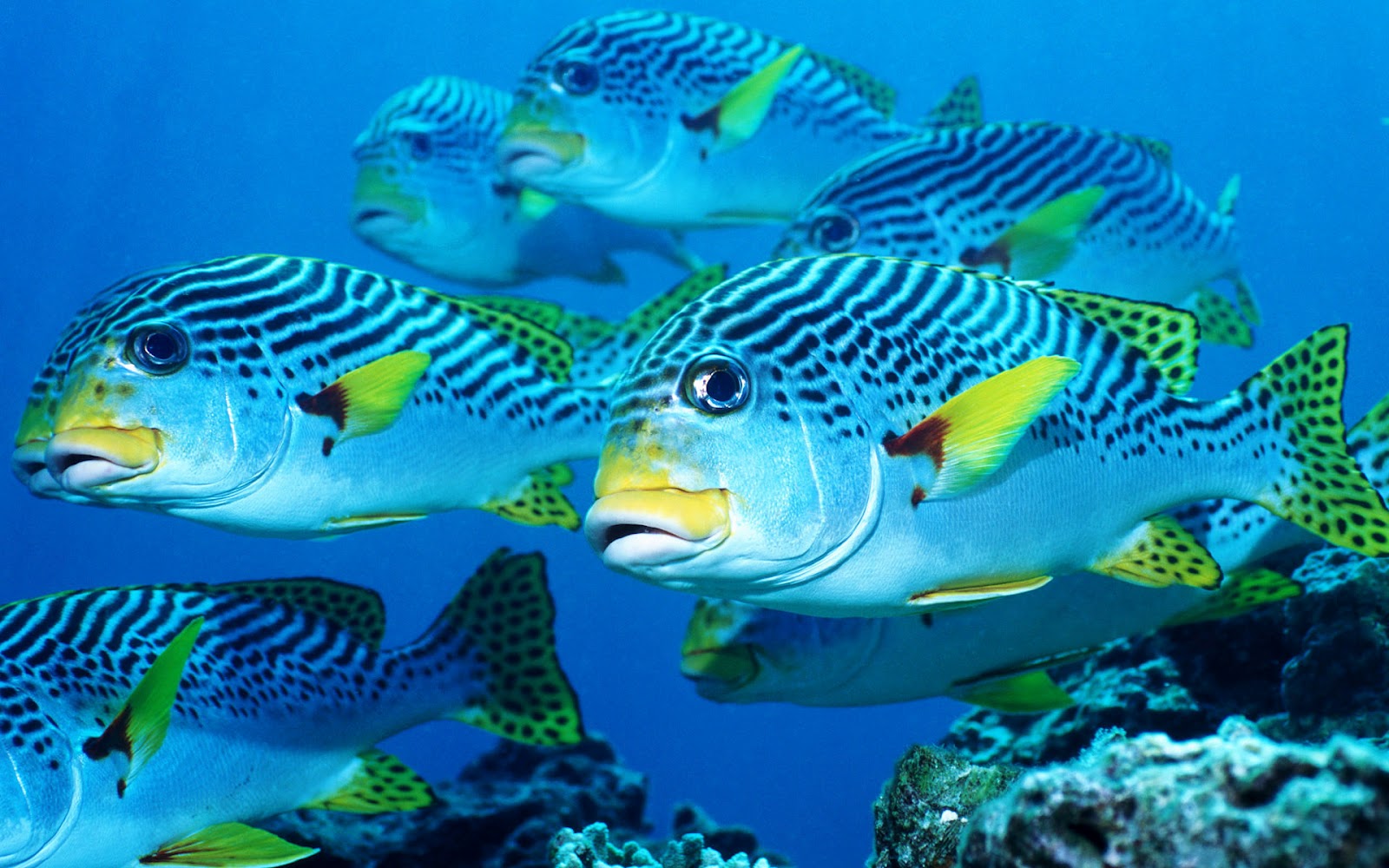 Ocean life wallpapers marine life on the seabed like fish plants 1600x1000