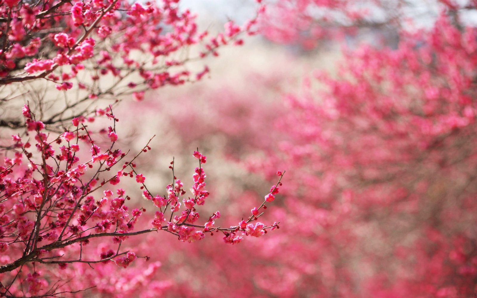 Color of Nature Pink Cherry Blossoms HD Nature Wallpaper Vvallpaper 1600x1000
