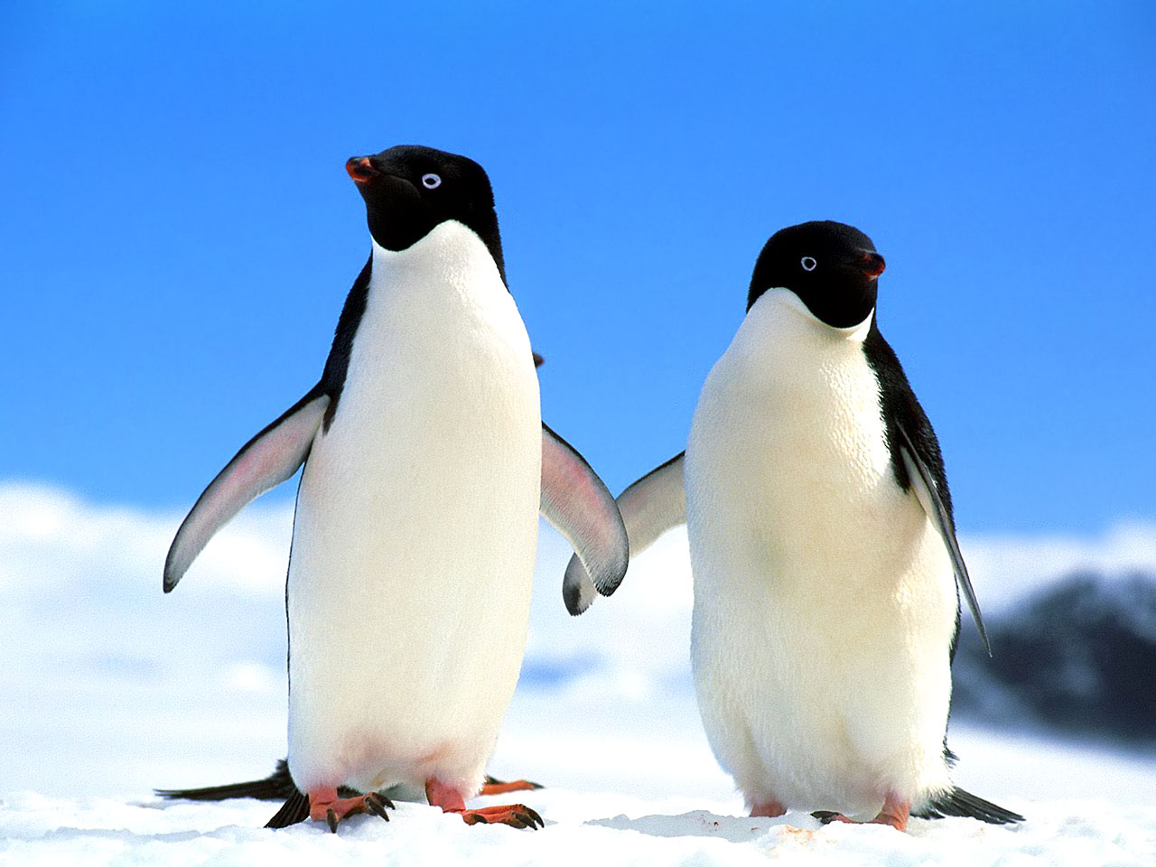 Cute Baby Penguins Wallpaper Images amp Pictures   Becuo 1280x960